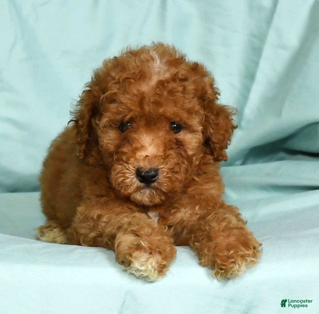 Mini Goldendoodle dogs for sale: Dawson - Image 5