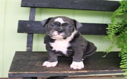 Olde English Bulldogge dogs for sale: Ravin - Image 1