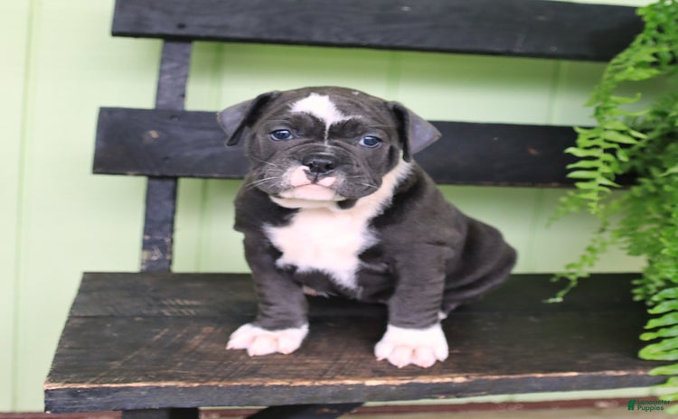 Olde English Bulldogge dogs for sale - Ad 1