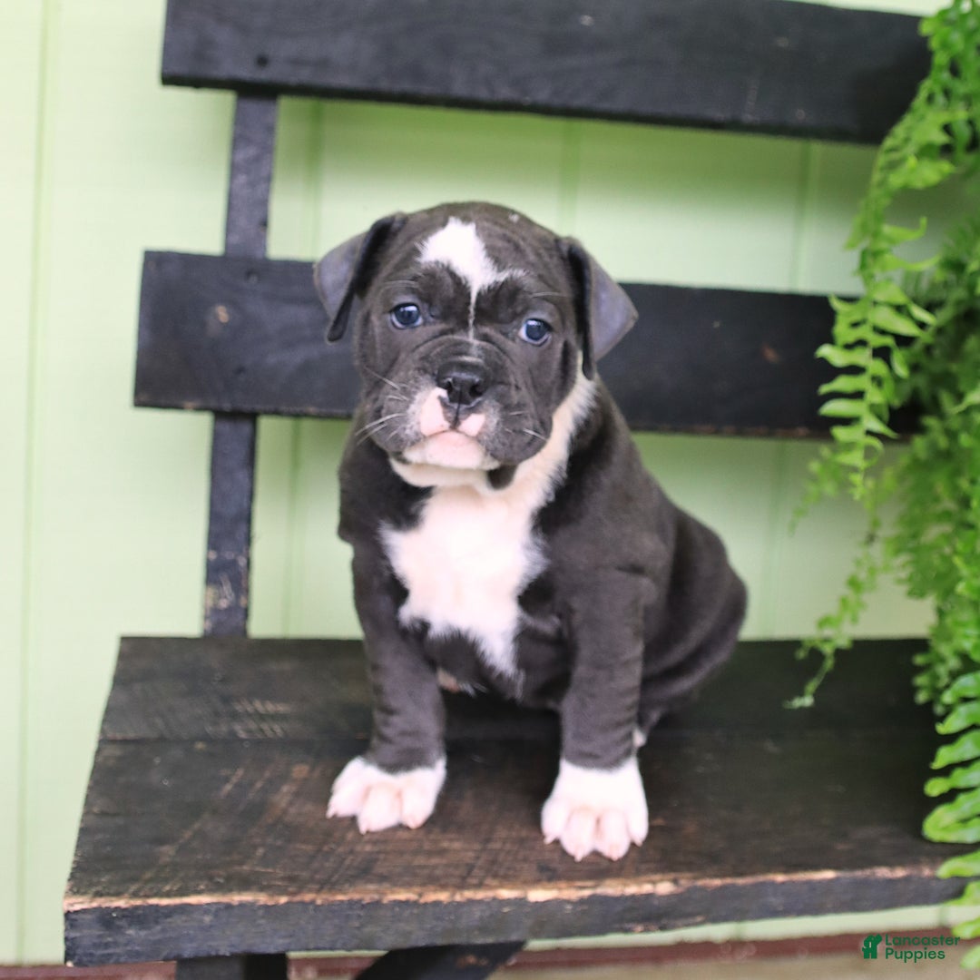 Olde English Bulldogge dogs for sale: Ravin - Image 1