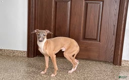 Italian Greyhound dogs for sale: Kenny - Image 2