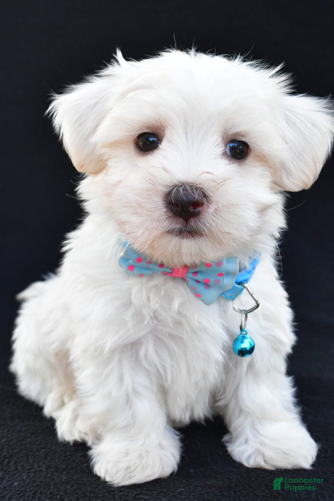 Maltese dogs for sale: Ashton - Image 2