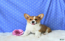 Welsh Corgi Pembroke dogs for sale: Patsy - Image 9