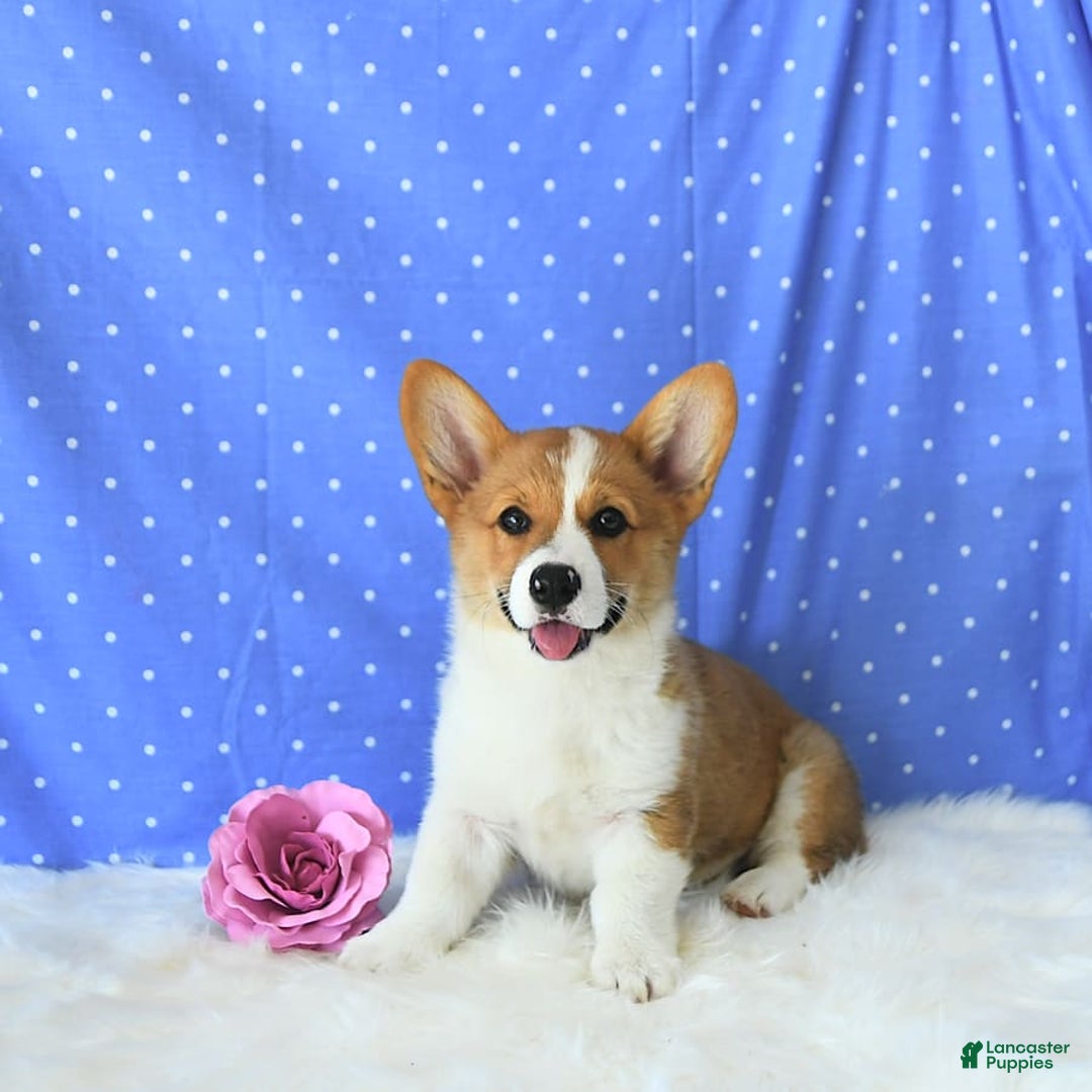 Welsh Corgi Pembroke dogs for sale: Patsy - Image 9