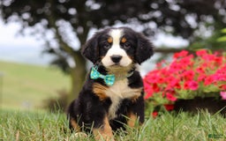 Bernese Mountain Dog dogs for sale: Koda - Image 7