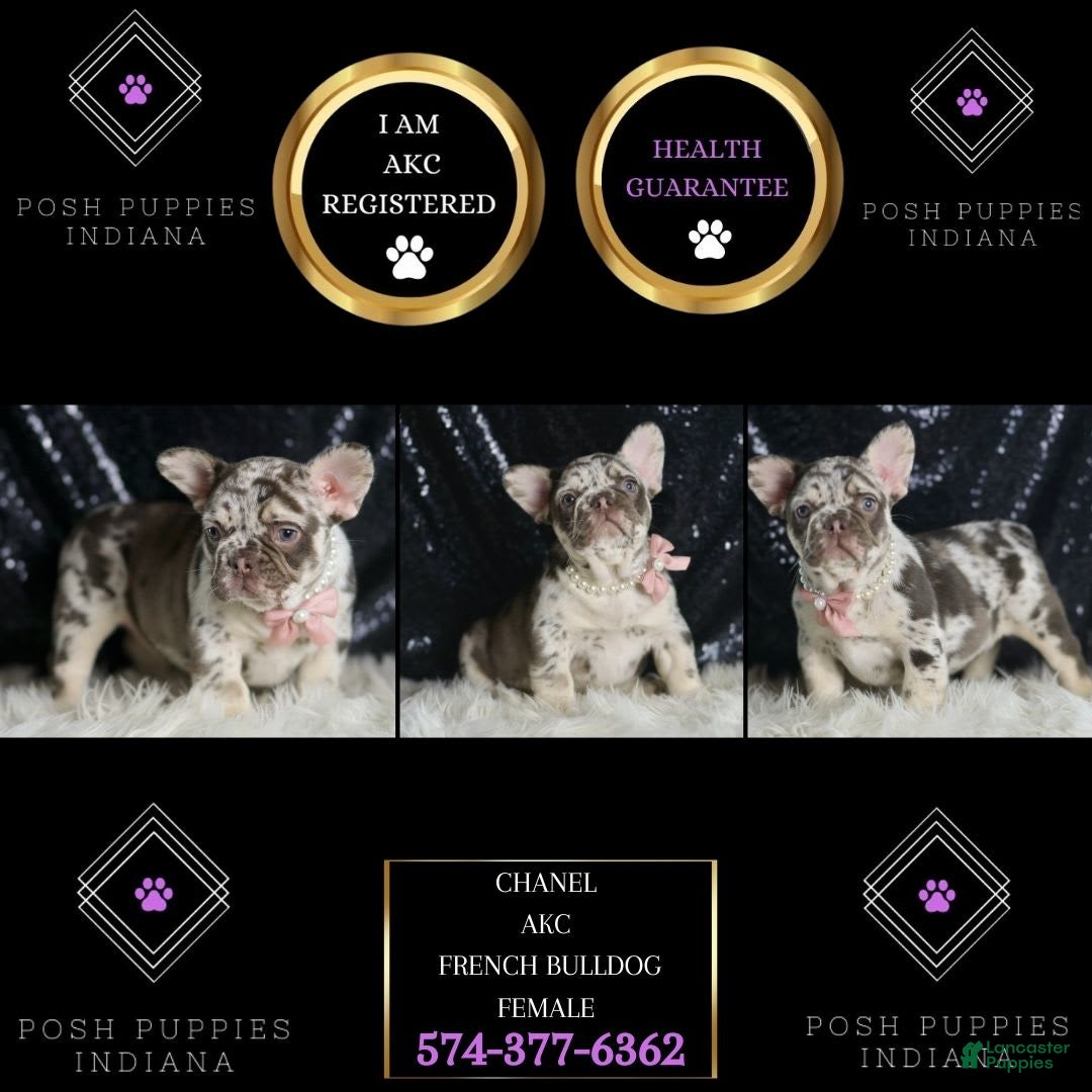 French Bulldog dogs for sale: Chanel - Image 5