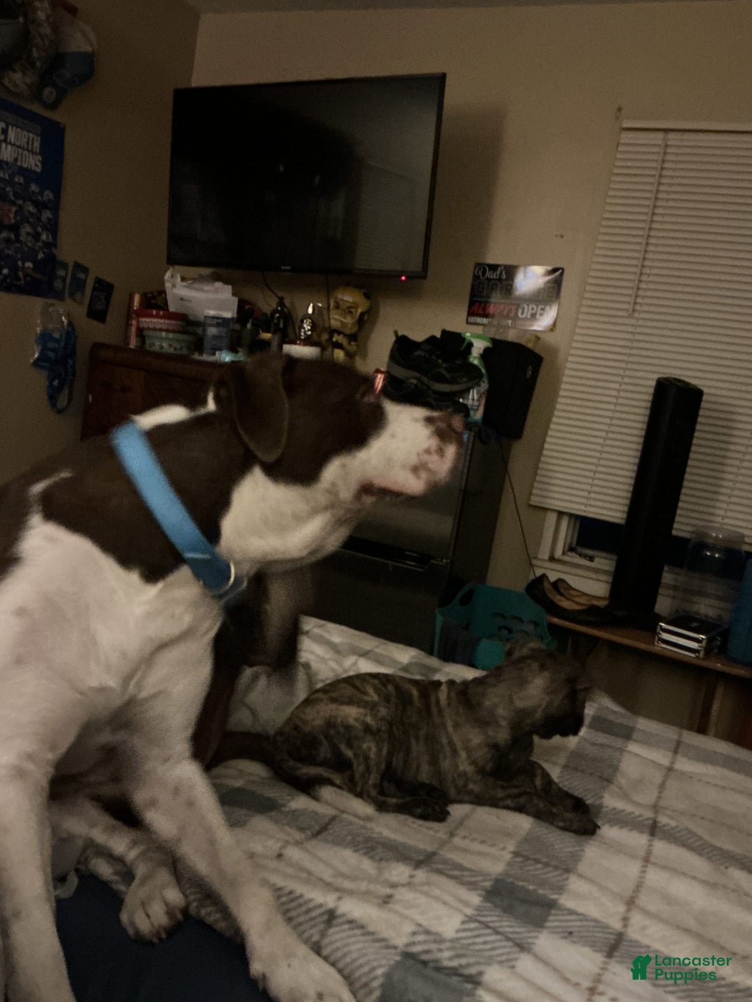 American Pit Bull Terrier dogs for sale: Elsa aka Brindle - Image 5