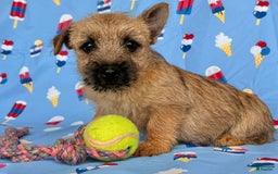 Cairn Terrier dogs for sale: Cassie - Image 8