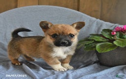 Welsh Corgi Pembroke dogs for sale: Chewy - Image 2