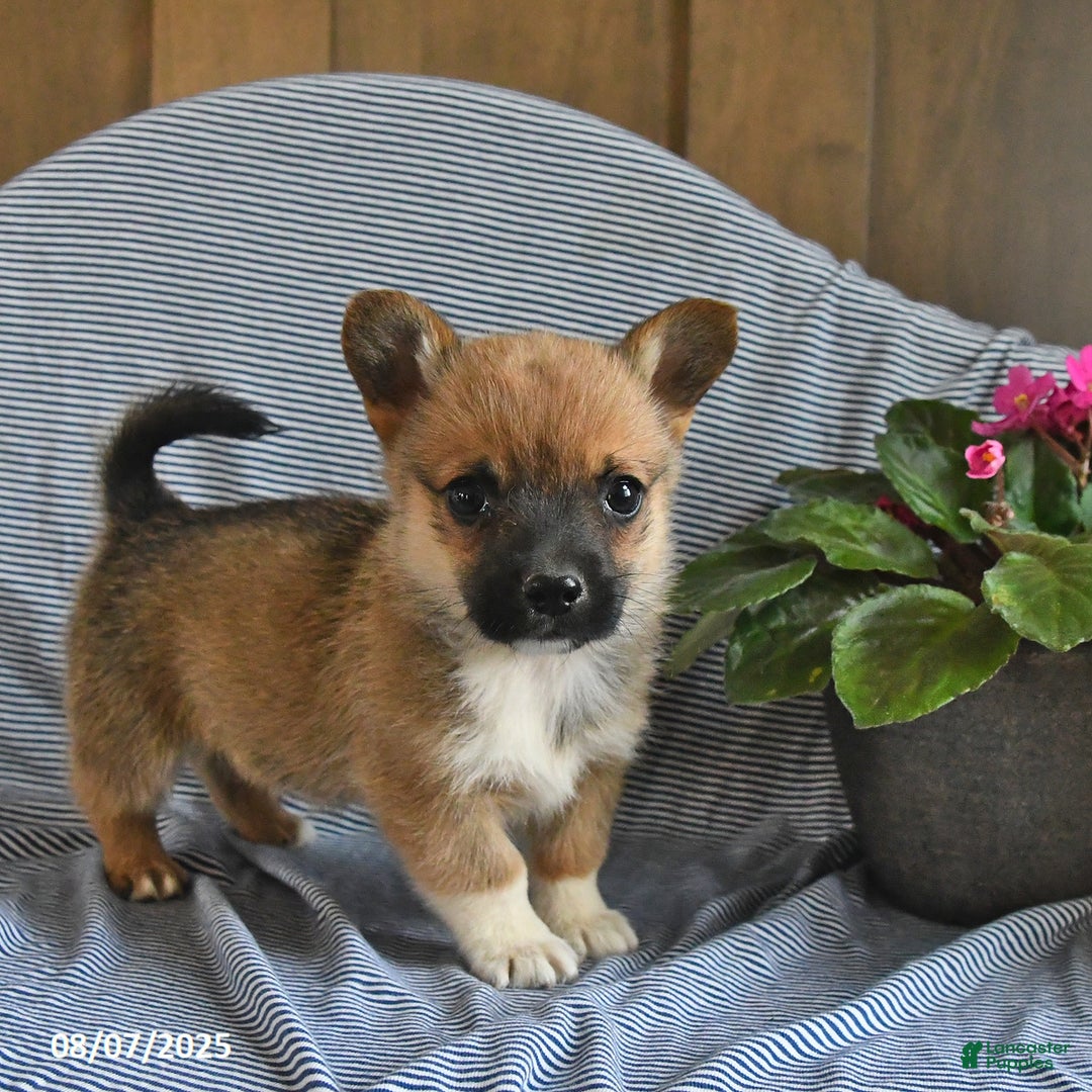 Welsh Corgi Pembroke dogs for sale: Chewy - Image 2