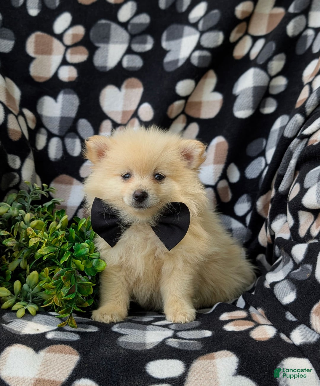 Pomeranian dogs for sale: Pomeranian 5 puppies - Image 7