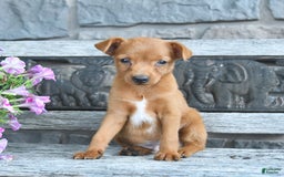 Toy Fox Terrier dogs for sale: Lucas - Image 1