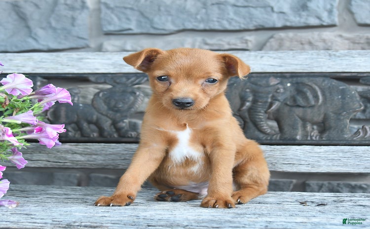 Toy Fox Terrier dogs for sale - Ad 2