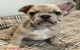 French Bulldog dogs for sale: Bear - Image 3