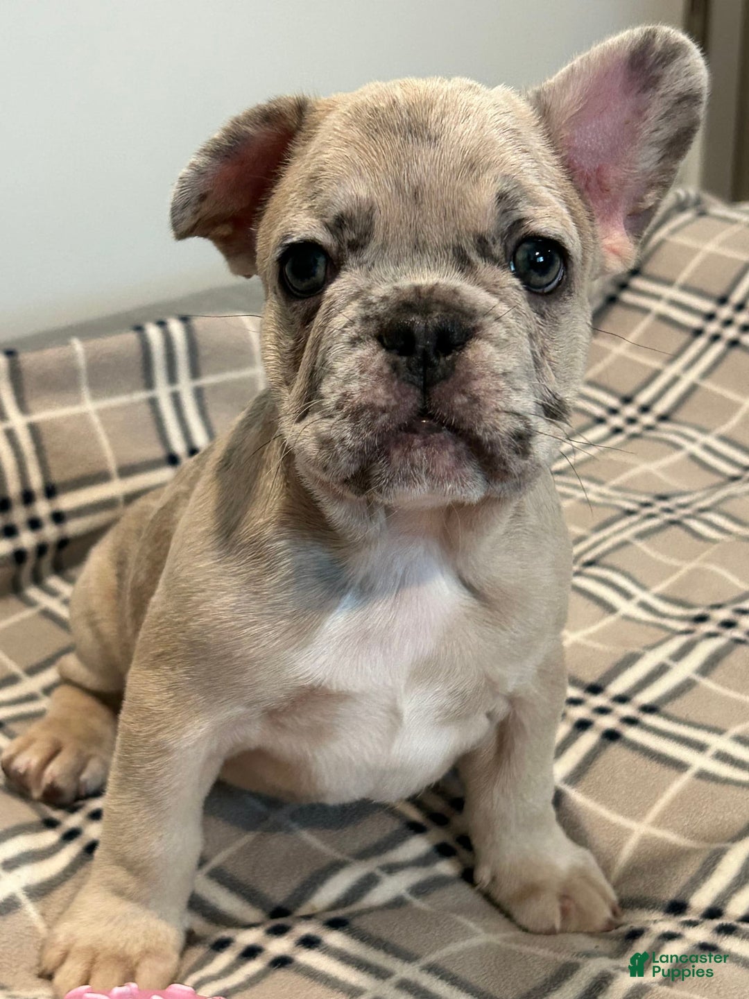 French Bulldog dogs for sale: Bear - Image 3