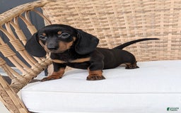 Miniature Dachshund dogs for sale: Freddie - Image 3
