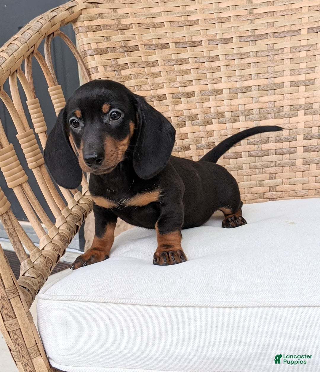 Miniature Dachshund dogs for sale: Freddie - Image 3