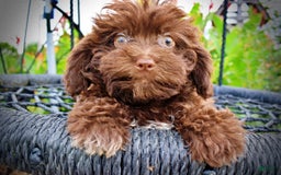 Havapoo dogs for sale: Bessie - Image 9