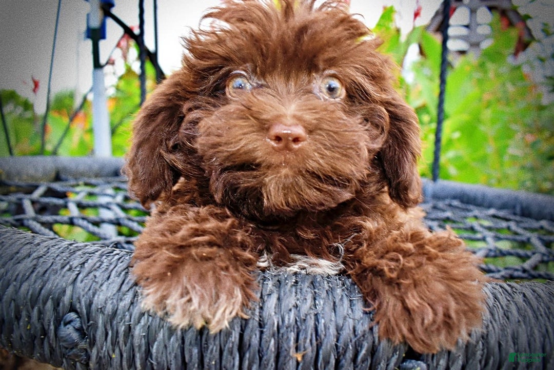 Havapoo dogs for sale: Bessie - Image 9