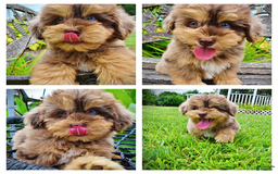 Havapoo dogs for sale: Domino - Image 15