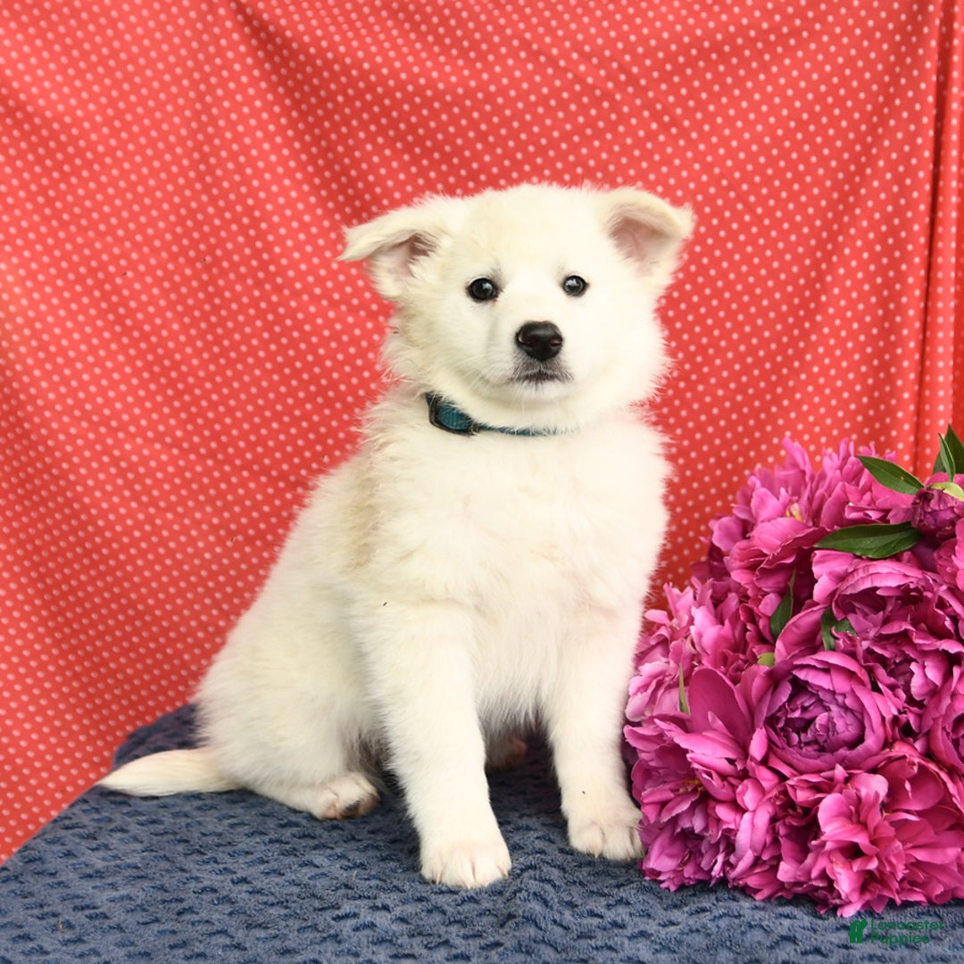 American Eskimo dogs for sale: Moonlight - Image 1