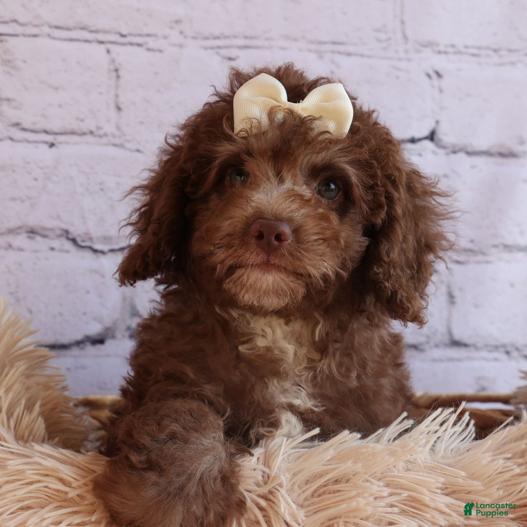 Cockapoo dogs for sale: Bailey - Image 14