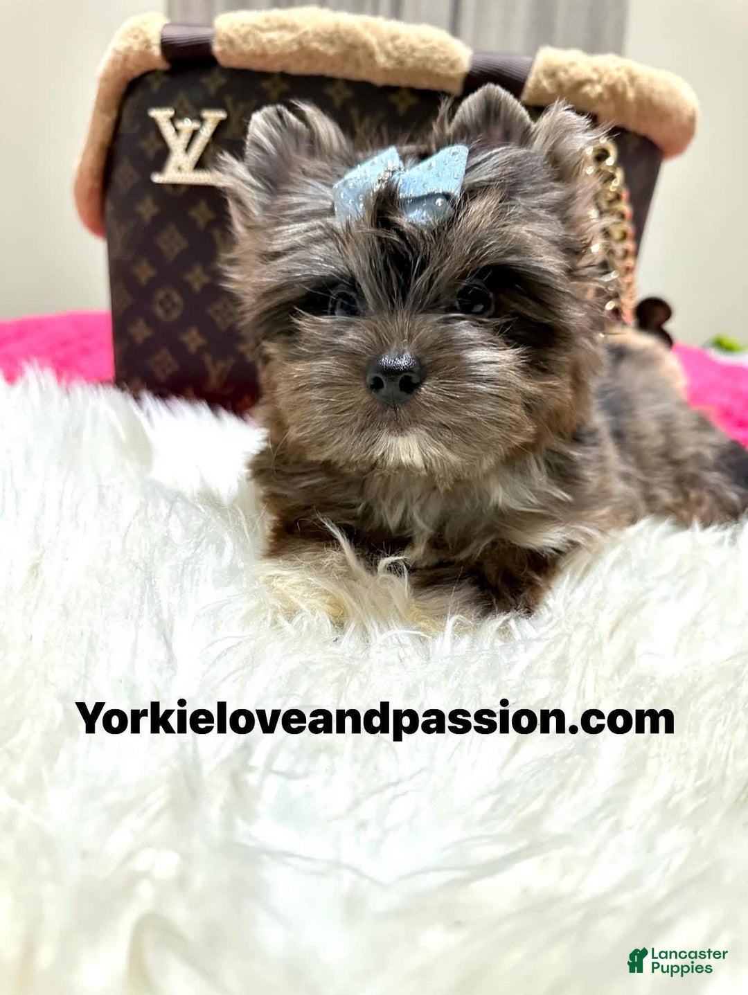 Yorkshire Terrier dogs for sale: Black Merle - Image 1