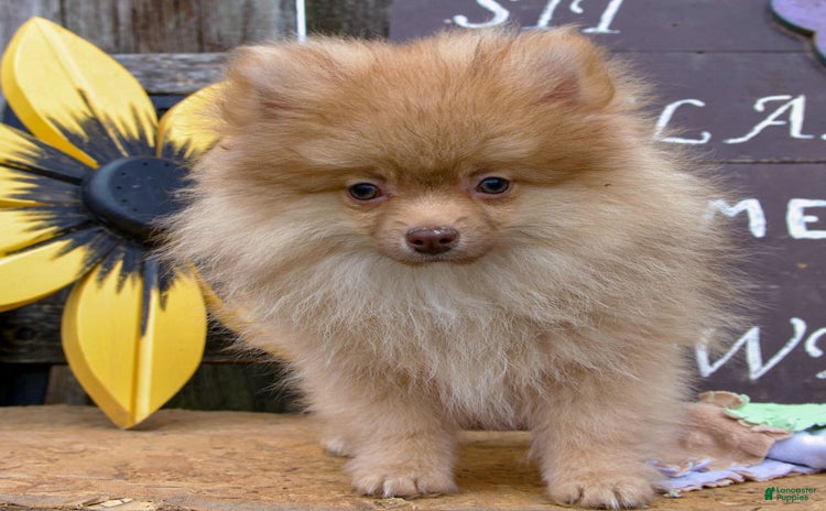 Pomeranian dogs for sale - Ad 2