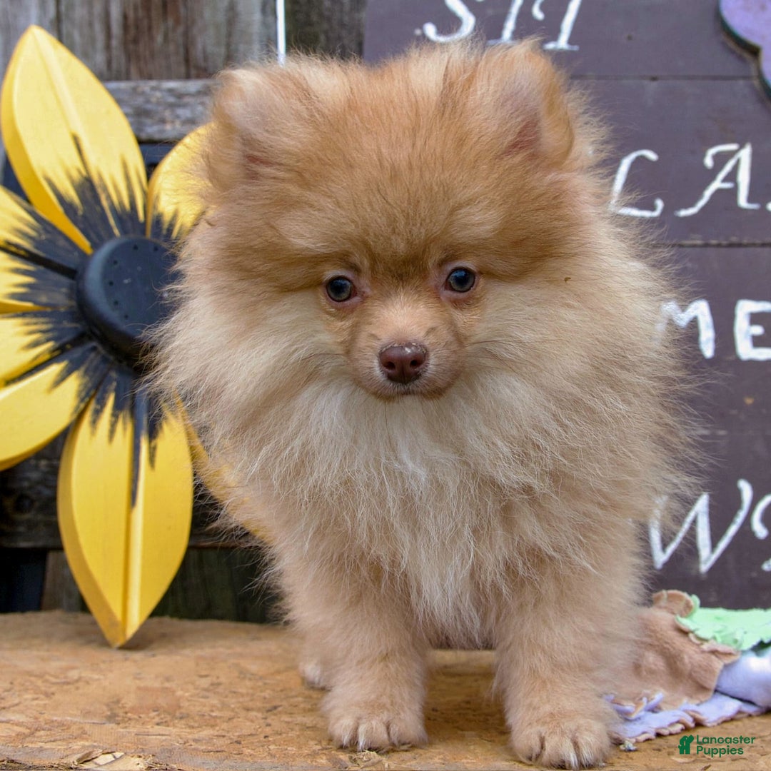 Pomeranian dogs for sale: Bouncer - Image 1
