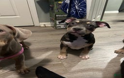 American Bully dogs for sale: Rosey - Image 13