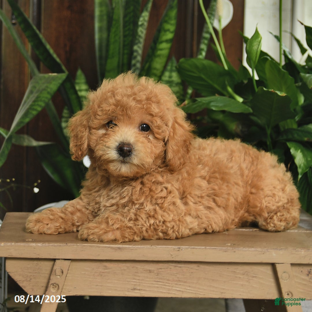 Shihpoo dogs for sale: Forrest - Image 2
