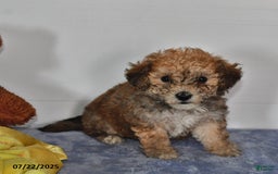 Bichpoo dogs for sale: Buster Brown - Image 4