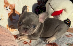 French Bulldog dogs for sale: Gucci - Image 1