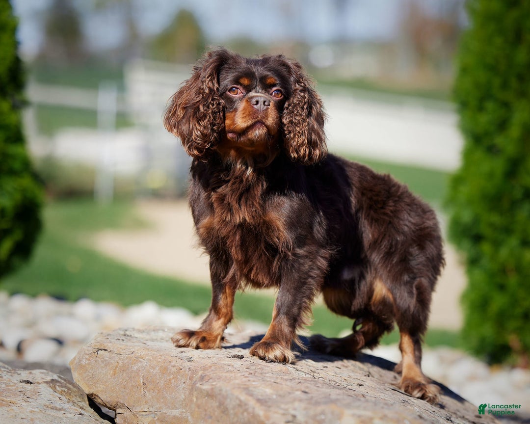 Cavalier King Charles Spaniel dogs for sale: Lance - Image 11