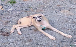 Whippet dogs for sale: Tilly - Image 5