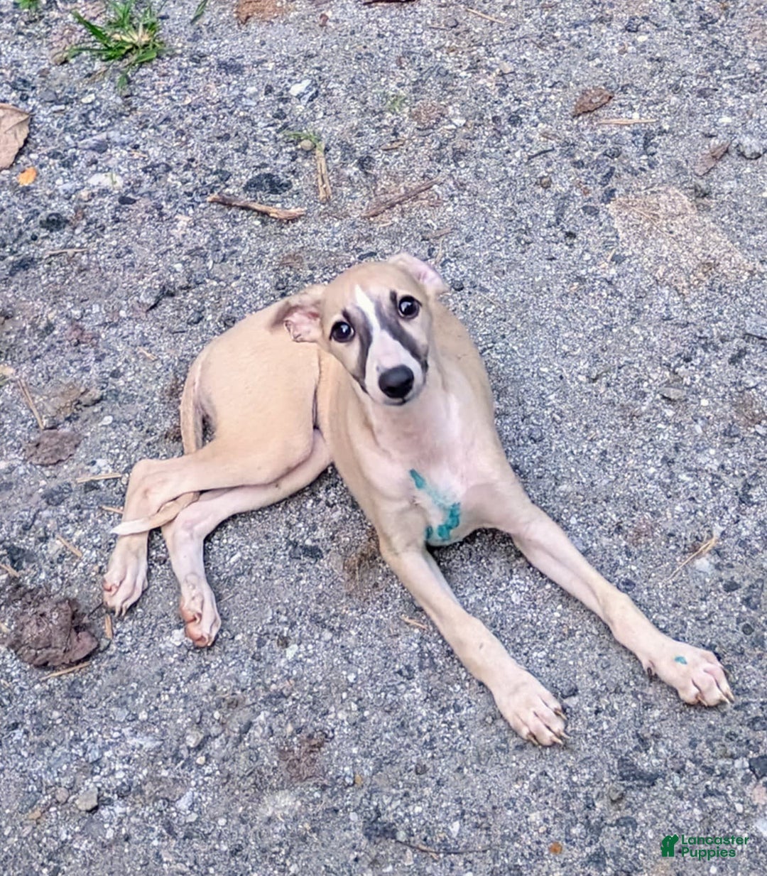 Whippet dogs for sale: Tilly - Image 5