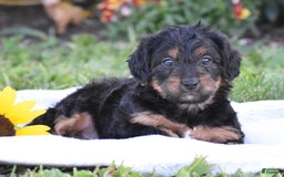 Yorkiepoo dogs for sale: Ireland - Image 2
