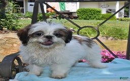 Shih Tzu dogs for sale: Spencer - Image 13