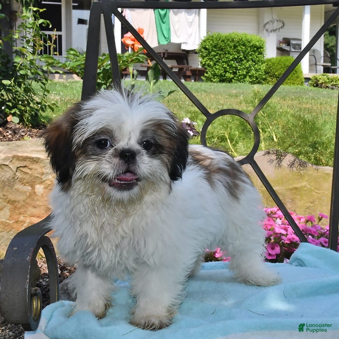 Shih Tzu dogs for sale: Spencer - Image 13