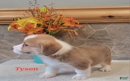 Welsh Corgi Pembroke dogs for sale: Tyson - Image 1