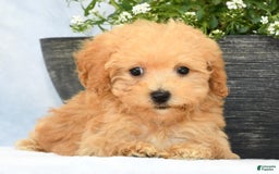 Havapoo dogs for sale: Mocha - Image 7