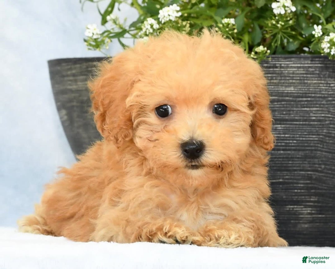Havapoo dogs for sale: Mocha - Image 7