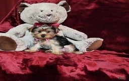 Yorkshire Terrier dogs for sale: BONBON - Image 3
