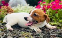 Jack Russell Terrier dogs for sale: Lippy - Image 3