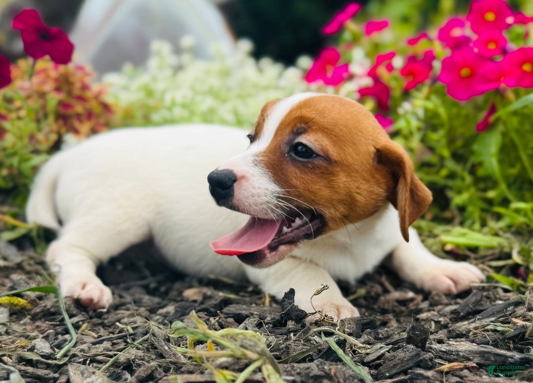 Jack Russell Terrier dogs for sale: Lippy - Image 3