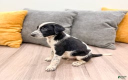 Dalmatian dogs for sale: Oreo - Image 5