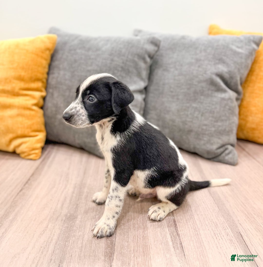 Dalmatian dogs for sale: Oreo - Image 5