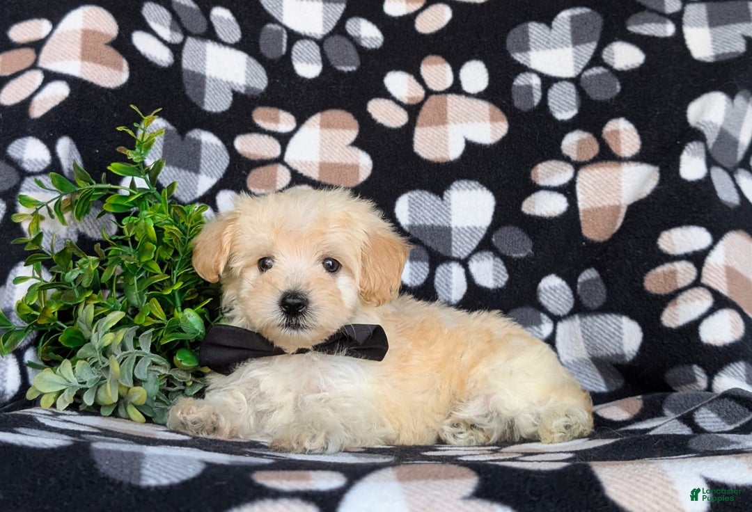 Maltipoo dogs for sale: Jules 7 Lbs Full Grown - Image 3