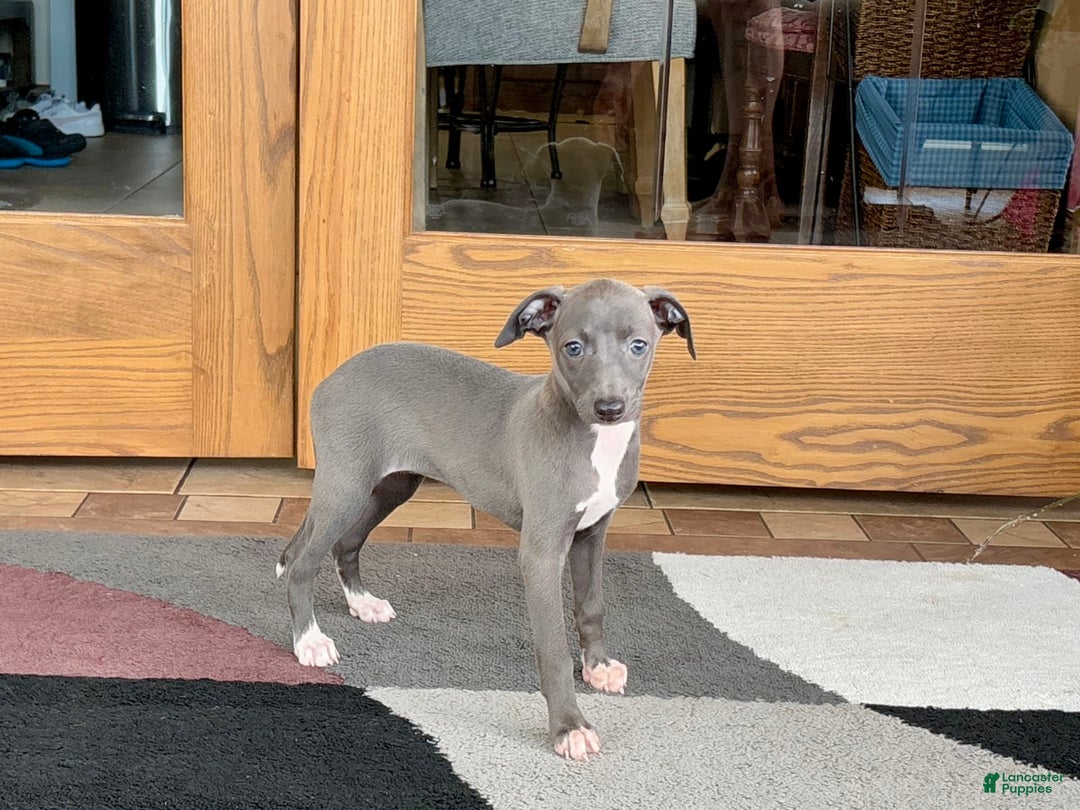 Italian Greyhound dogs for sale: Jenna - Image 3