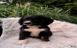 Bernedoodle dogs for sale: Ranger - Image 8